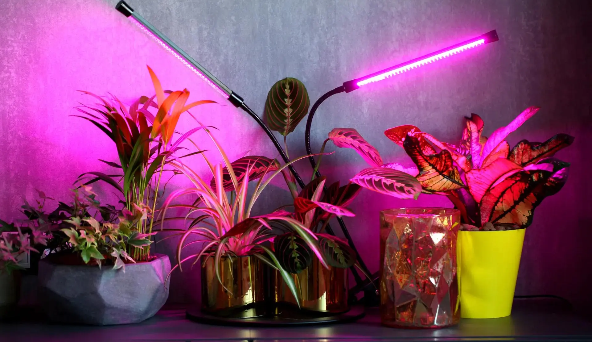 Plant Gadget, Accessories & Décor Shop