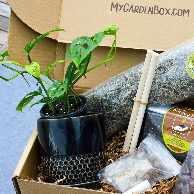 Subscription Box for Indoor Plants