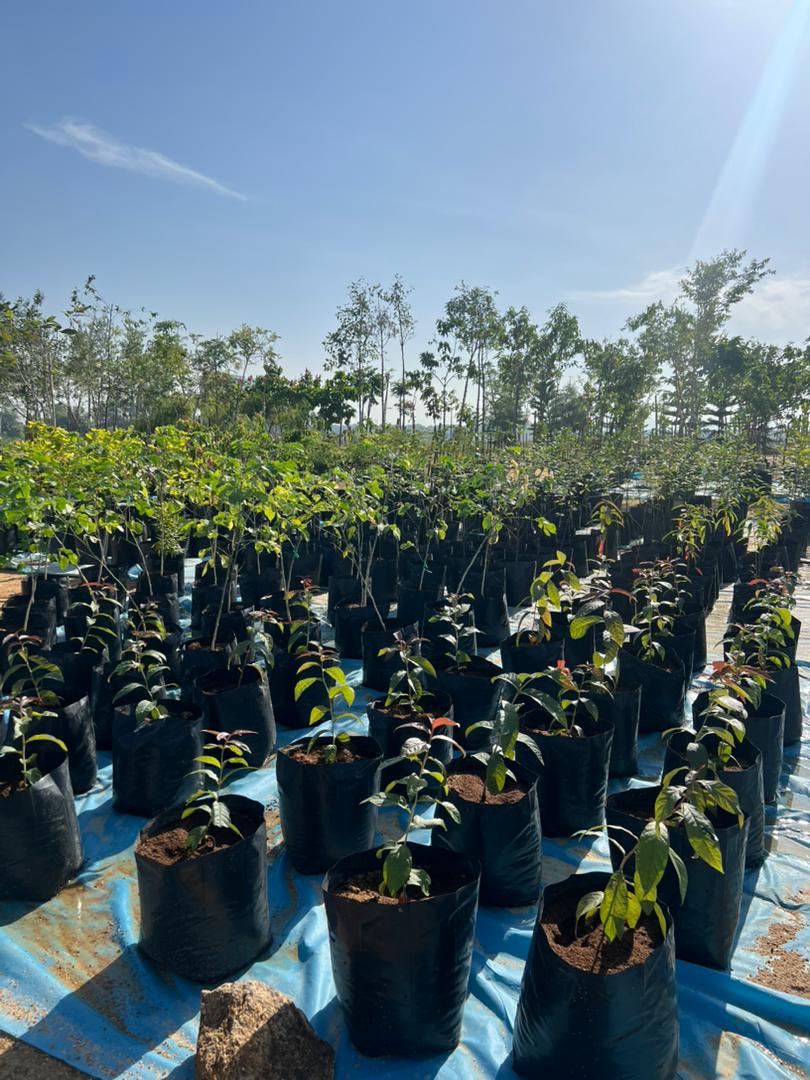 Plant Nursery